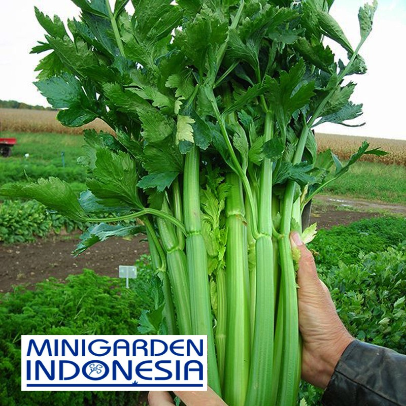 150 benih Seledri tall utah F1 bibit tanaman sayur sayuran hidroponik MGI MINIGARDEN INDONESIA