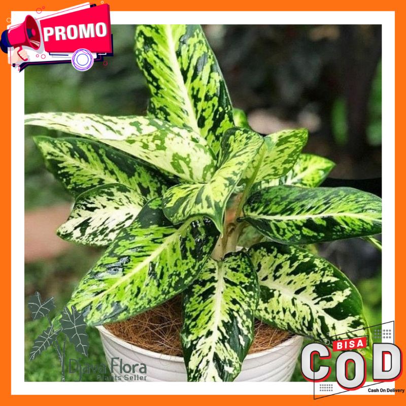 (BISA COD) TANAMAN HIAS DIVEND TISU BRAZIL / AGLAONEMA DIVEN BRAZIL