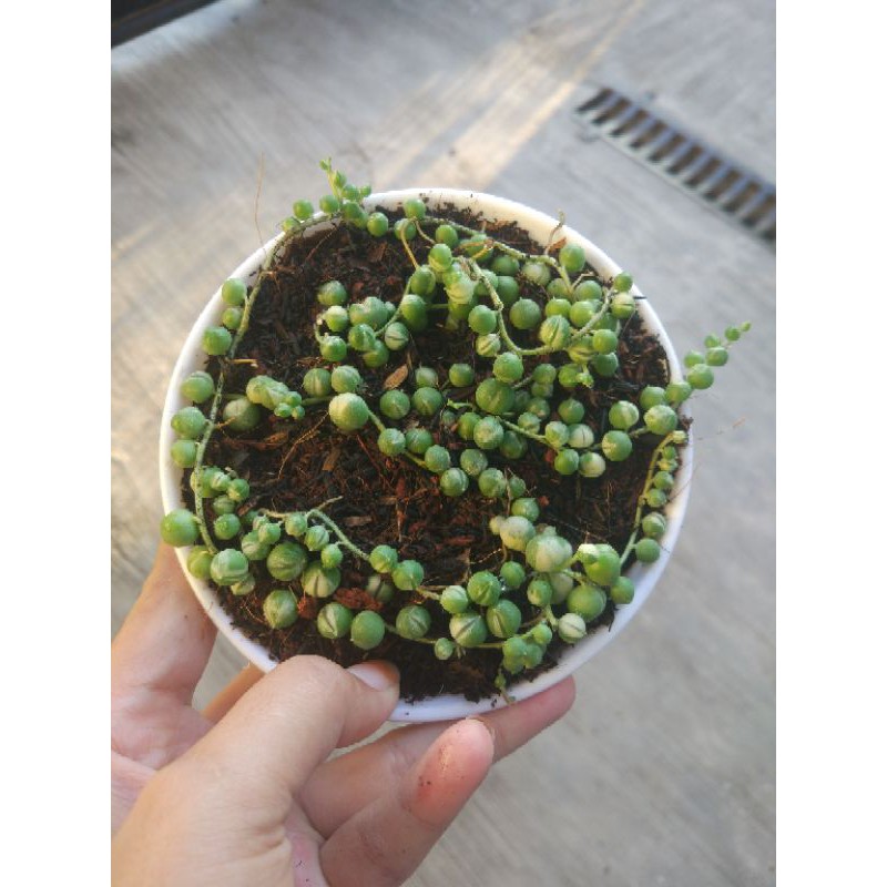 Sukulen string of pearl