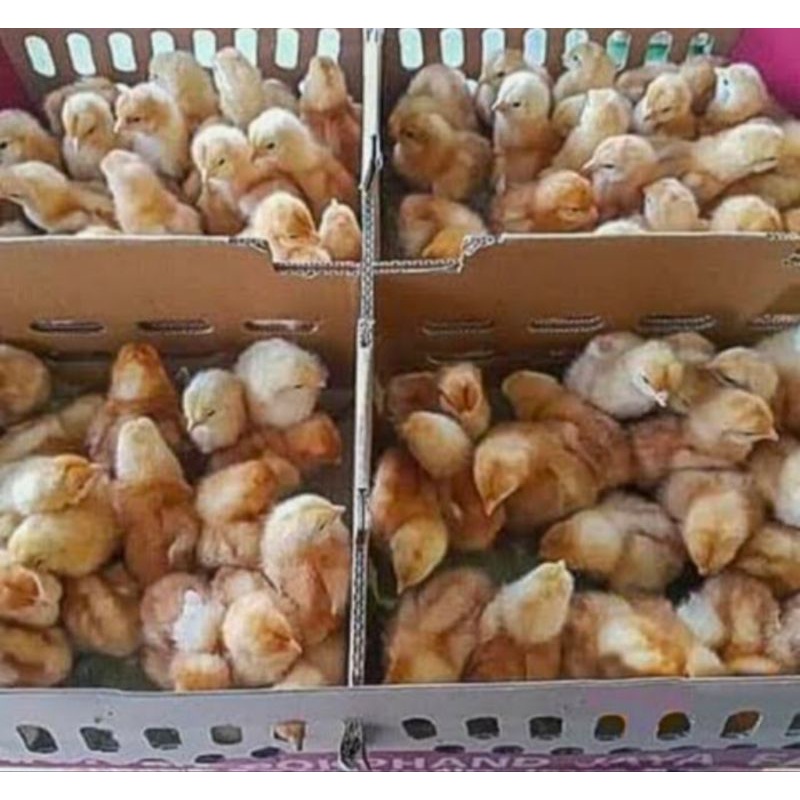 Doc Ayam Petelur Grade Polos 1 Box Isi 102 Ekor