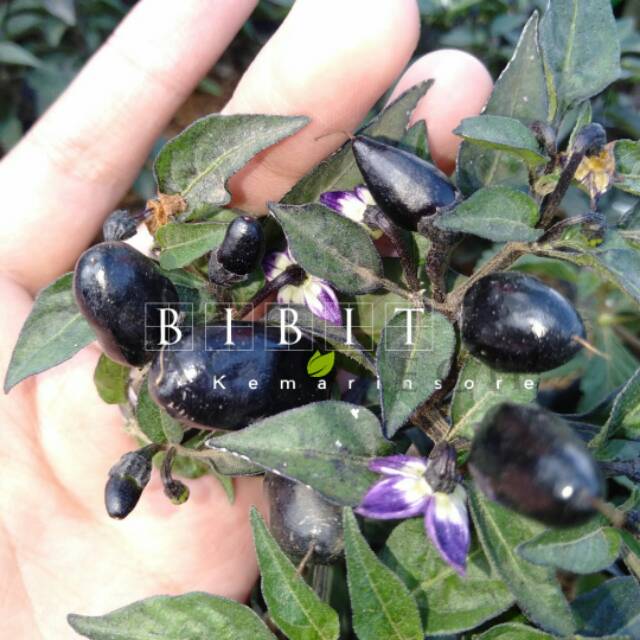 Bibit Cabe Hitam / Cabai Hitam Unik