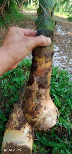 Rebung Bambu Kuning Untuk Batu Ginjal 1kg Indonesia