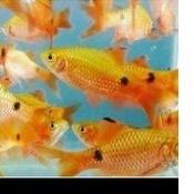 Ikan Hias barbir aquascape