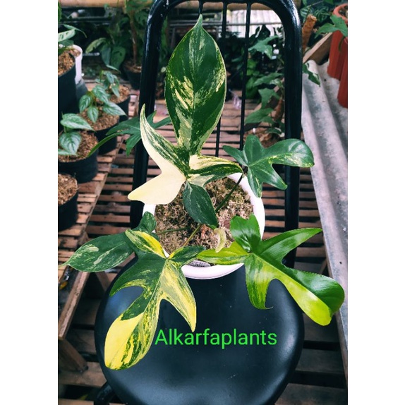 philodendron Florida beauty