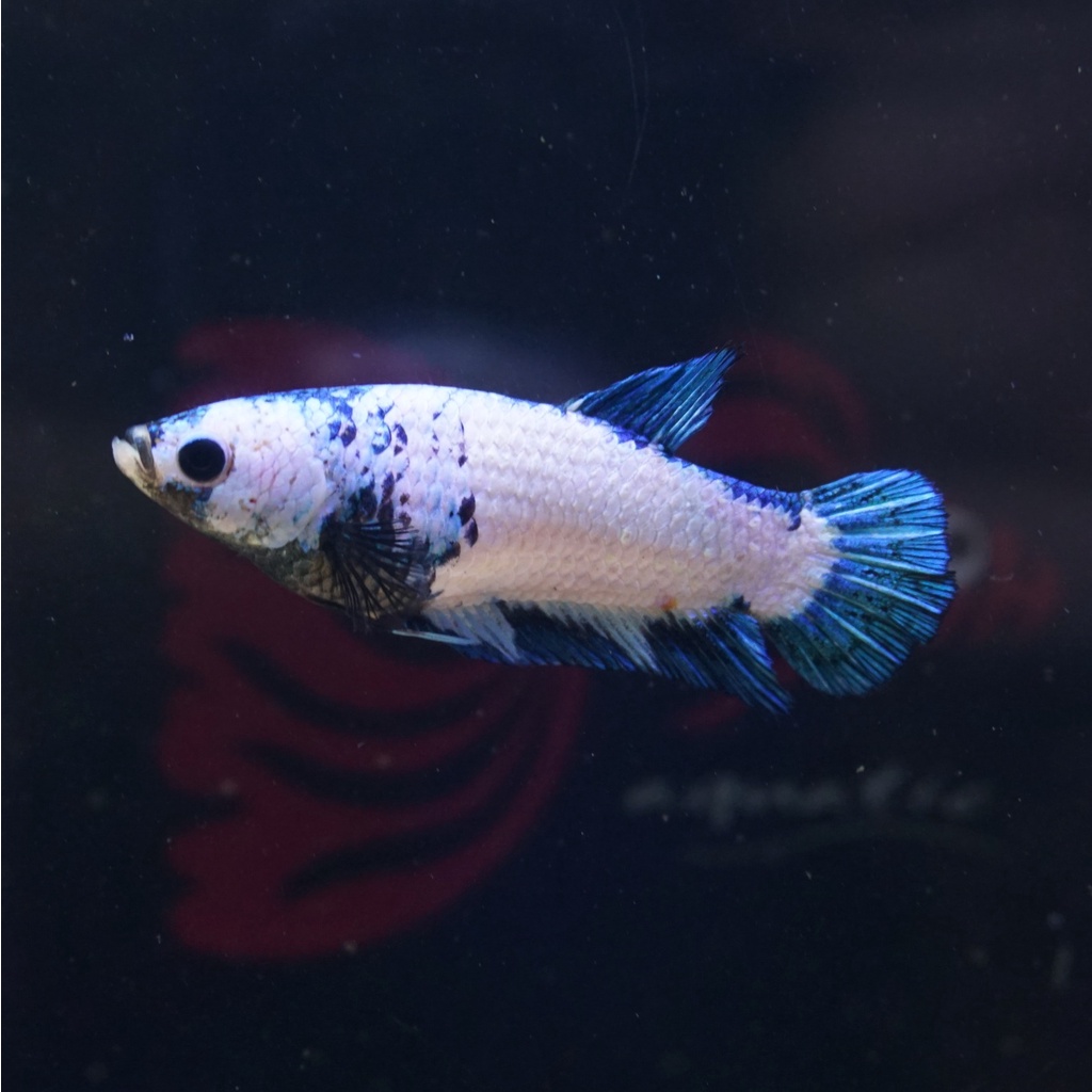 cupang female plakat blue rim panda betina 0801