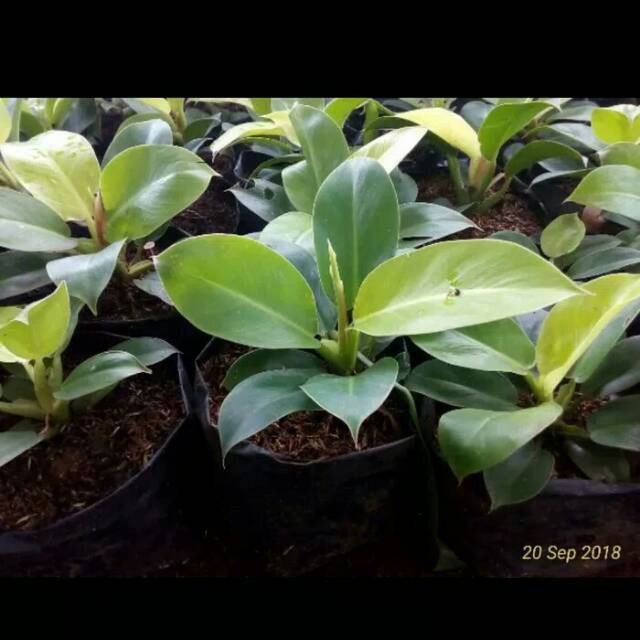 Tanaman indoor hias philodendron moonlight taneman indor pilo lemon