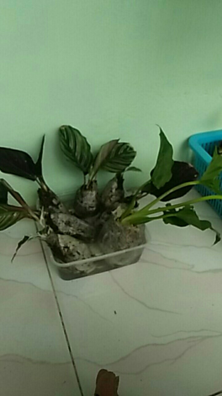 Calathea Tissue White Fussion