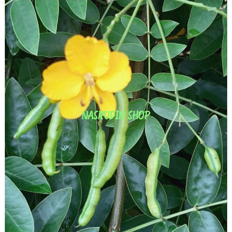 

[Fresh] BIBIT BIJI KASINGSAT PAKET 20 BIJI SIAP SEMAI BIBIT BIJI DAUN KASINGSAT BIBIT KI REMEK SENNA