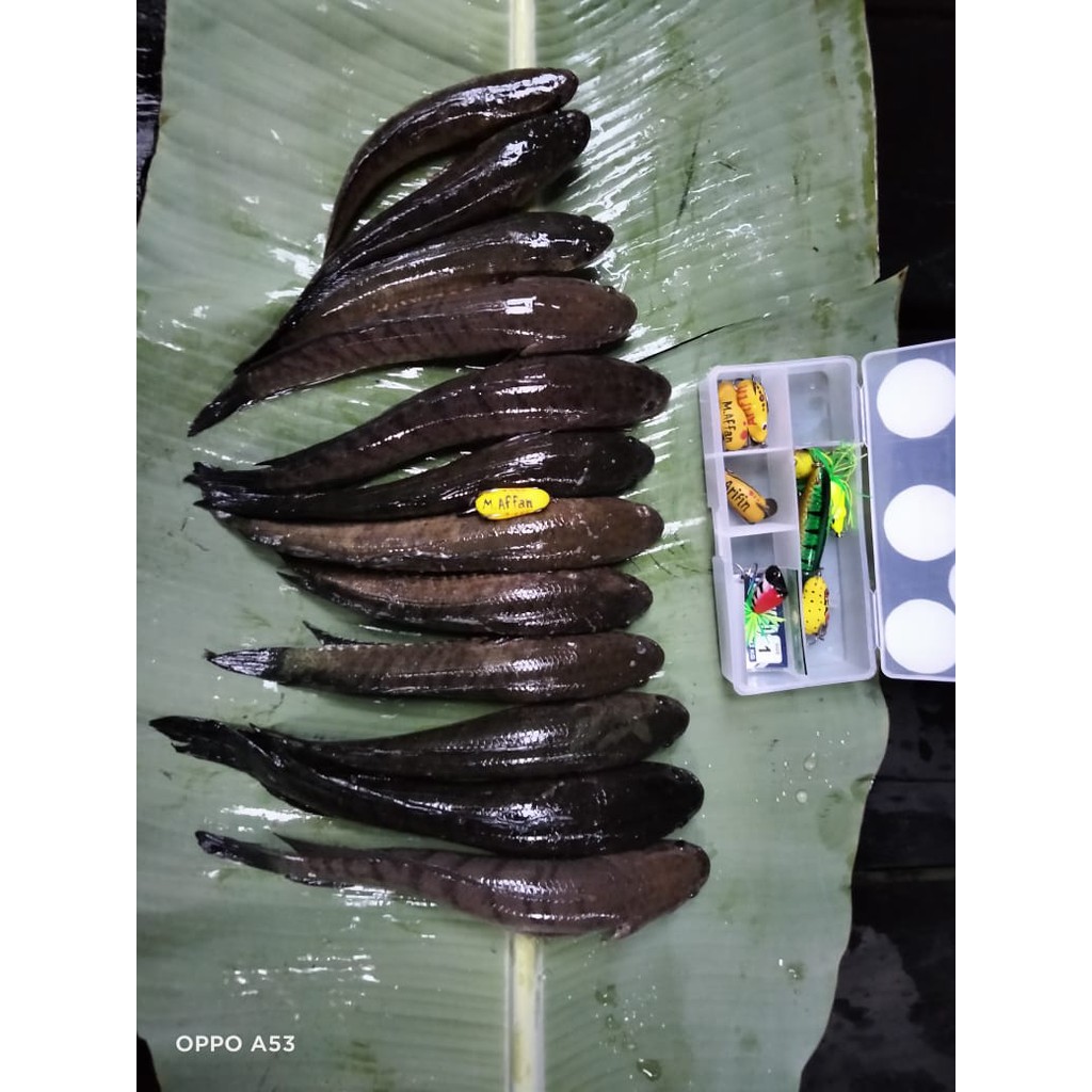 Soft Frog Lure Murah Hand Made 4cm Killer Umpan Mancing Casting Gabus Toman Haruan Snake Head