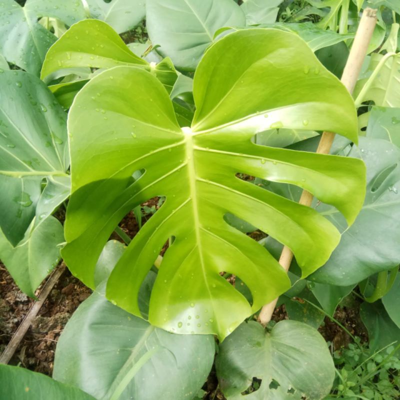 tanaman hiyas MONTERA KING DAN MONTERA DELISIOSA