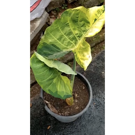 xanthosoma variegata yellow