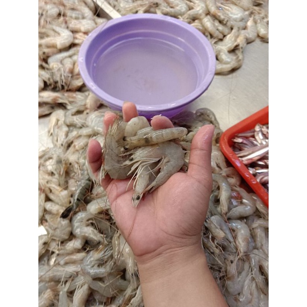 

Udang peci tanggung size 130/140