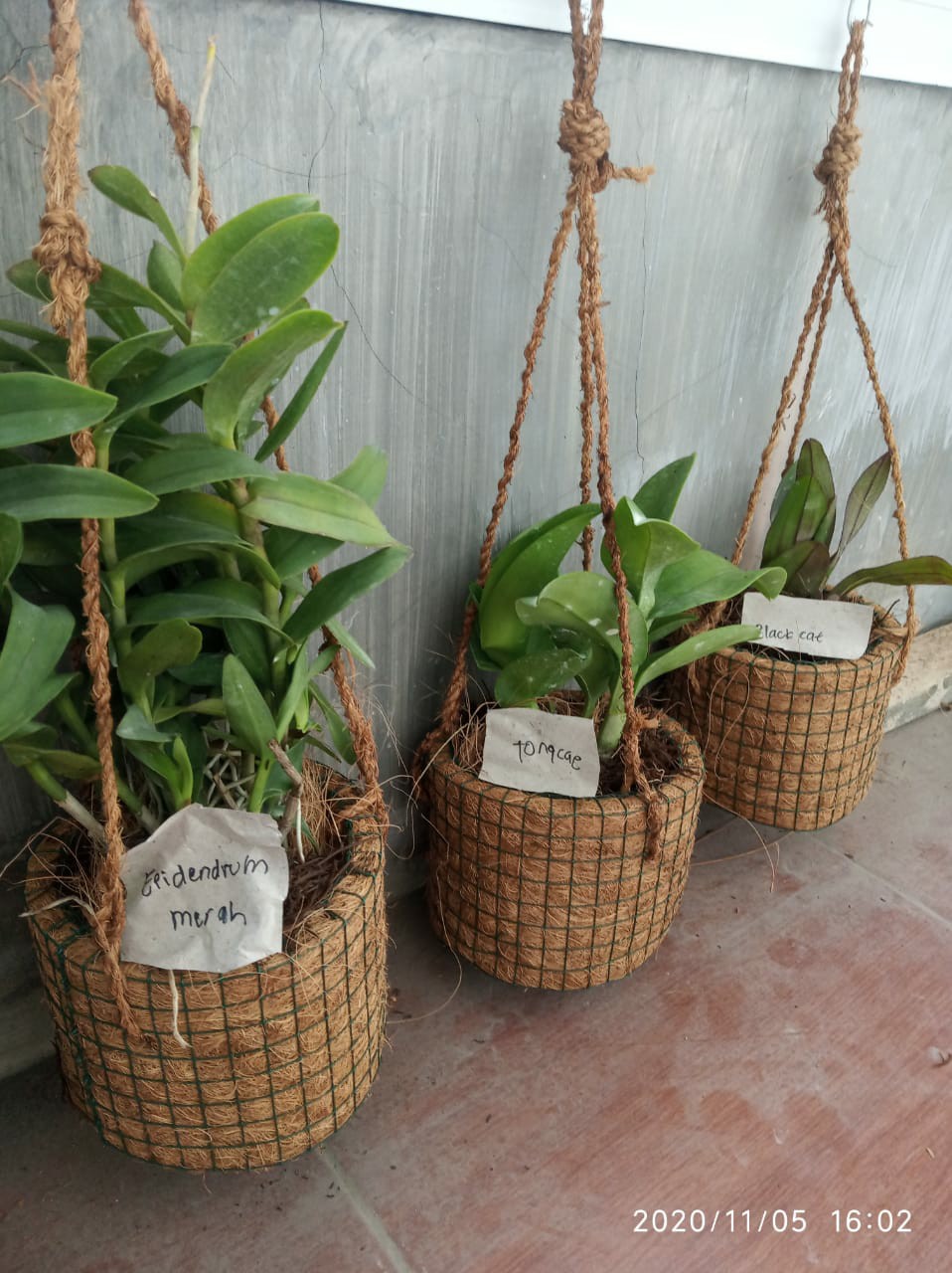 Anggrek Dendrobium Black Cat