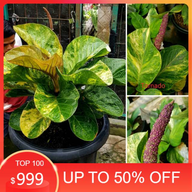 Biji jemani mangkok tornado varigata