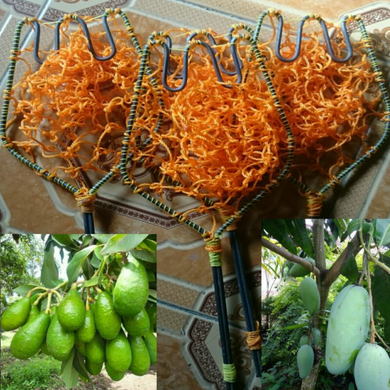 AlatPemetikBuahManggaBuahApukatDlln