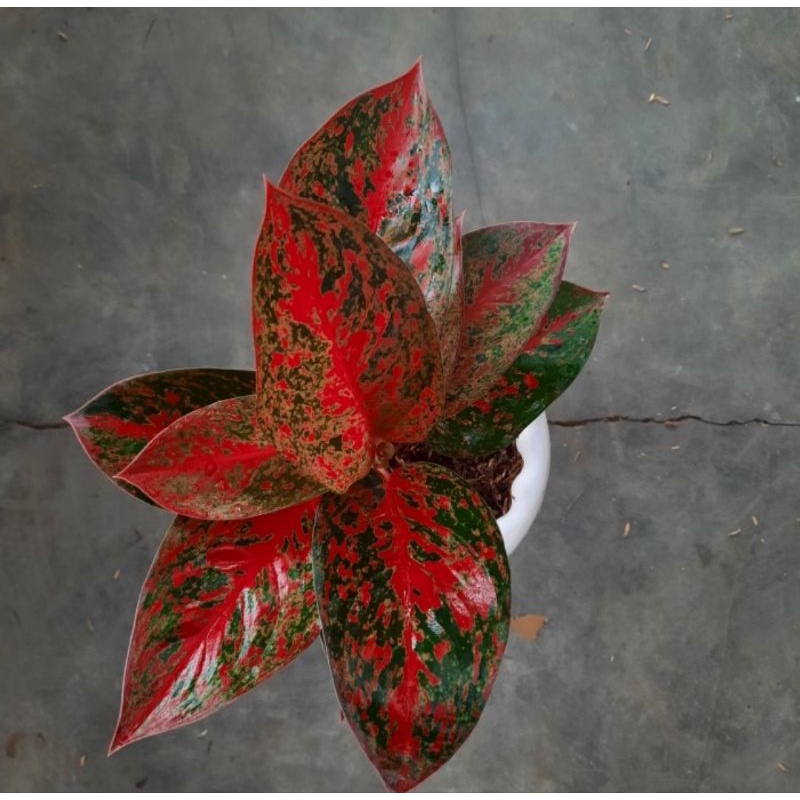 Aglonema red stardust dewasa