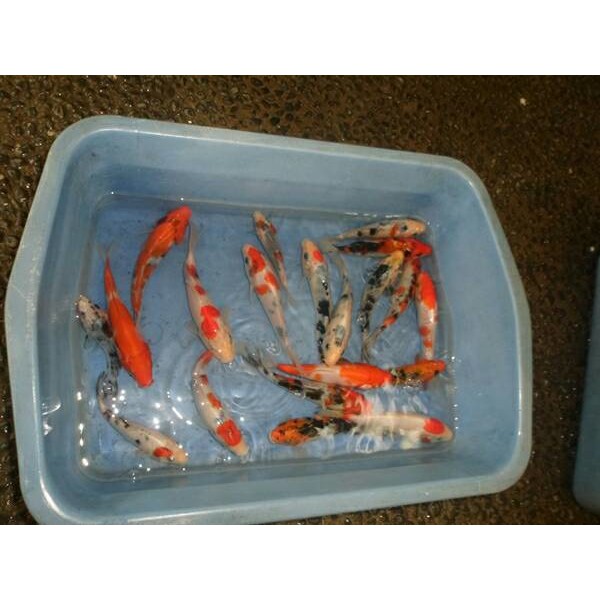 Bibit Ikan Koi 9 13 Cm Murah Meriah Shopee Indonesia