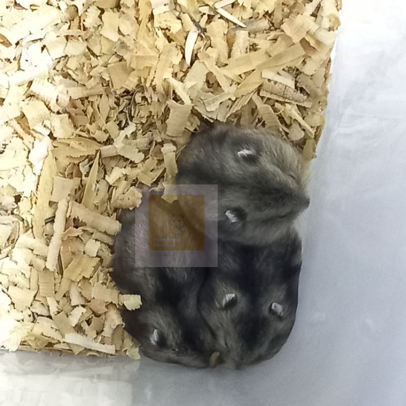 winter white tiger hamster