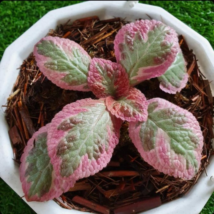 Episcia Cleopatra Bunga Hias Episcia Import Tanaman Episcia Cleopatra Murah Berkualitas