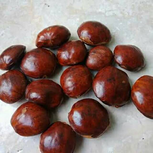 

Jengkol tua (per pack isi 250gr)