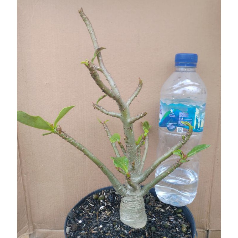 3 graines Rose du Désert Black Knight Adenium arabicum Black Knight Faux Baobab 
