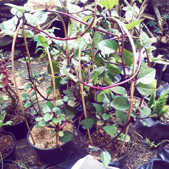 Daun binahong - binahong- pohon binahobg