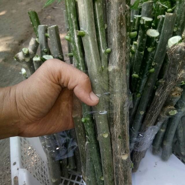 pepaya jepang per stek bibit daun pepaya jepang