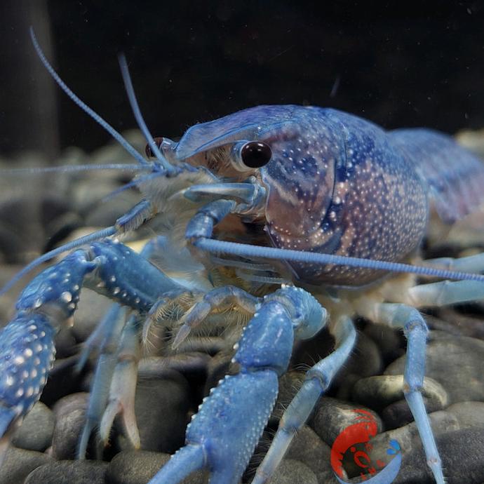 [[[BARU]]] lobster hias blue alleni || lobster air tawar|| lobster hidup