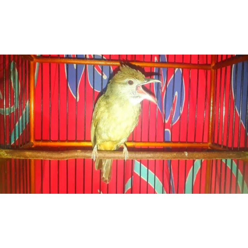 burung kapas tembak rawatan jalan gacor mulus