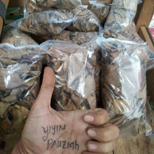 Daun ketapang olahan daun ketapang kering obat ikan cupang