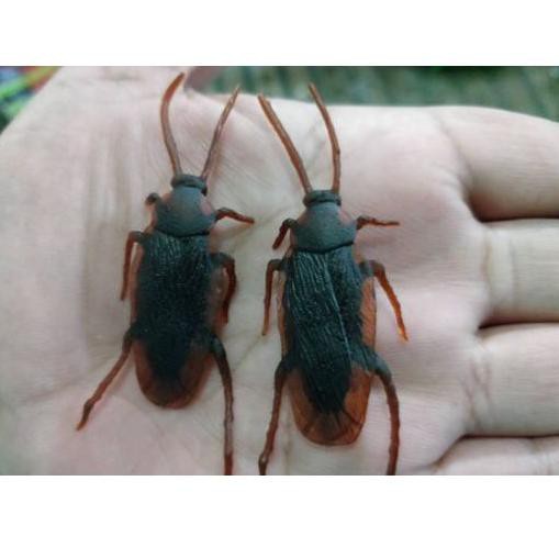 Mainan usil, cicak palsu Prank April Fool game, Binatang palsu, kecoak palsu