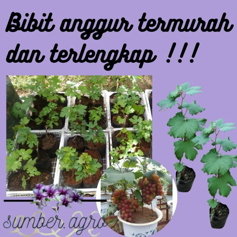 BIBIT ANGGUR NINEL BISA COD, bibit anggur ninel murah