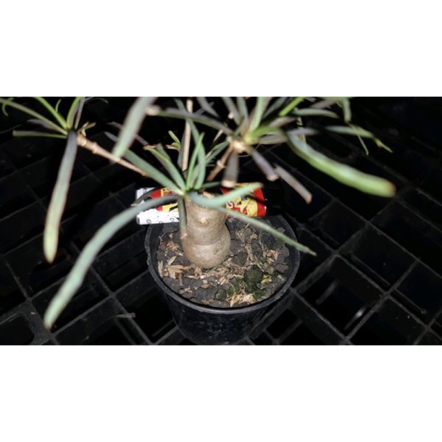 Euphorbia Hedyotoides Size A