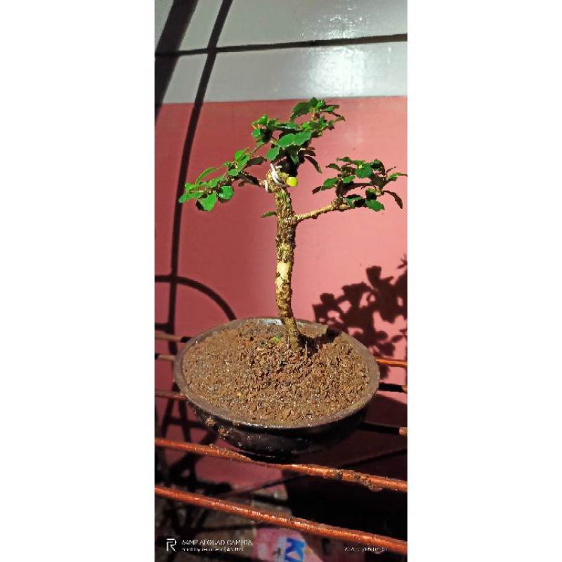 BONSAI HOKIANTEA  MAME MIKRO