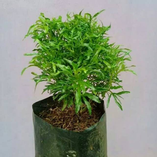 Brokoli hijau - tanaman hias brokoli - tanaman brokoli hijau - pohon brokoli - tanaman perdu brokoli