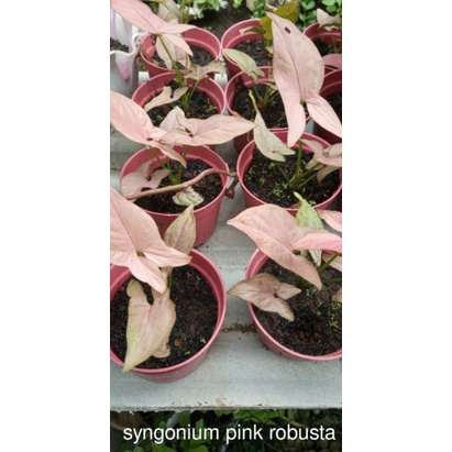 syngonium pink robusta