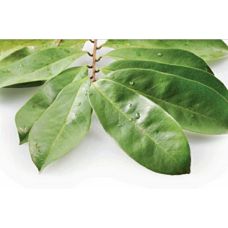 

Daun Sirsak Belanda Segar / Daun Srikaya