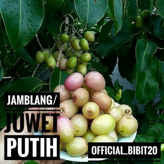 Jamblang/ Juwet Putih Hasil Okulasi || Bibit Juwet Putih