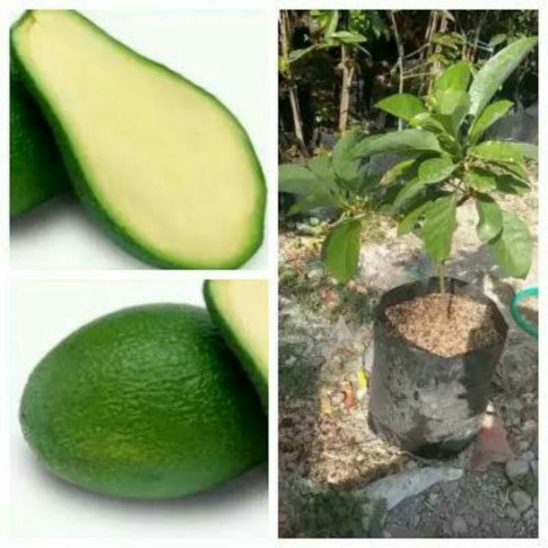 Bibit Unggul Alpukat Tanpa Biji Import Okulasi Cepat Berbuah [BISA COD]