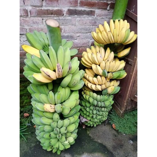 Bibit pisang kepok / kapokan dongkelan super jumbo