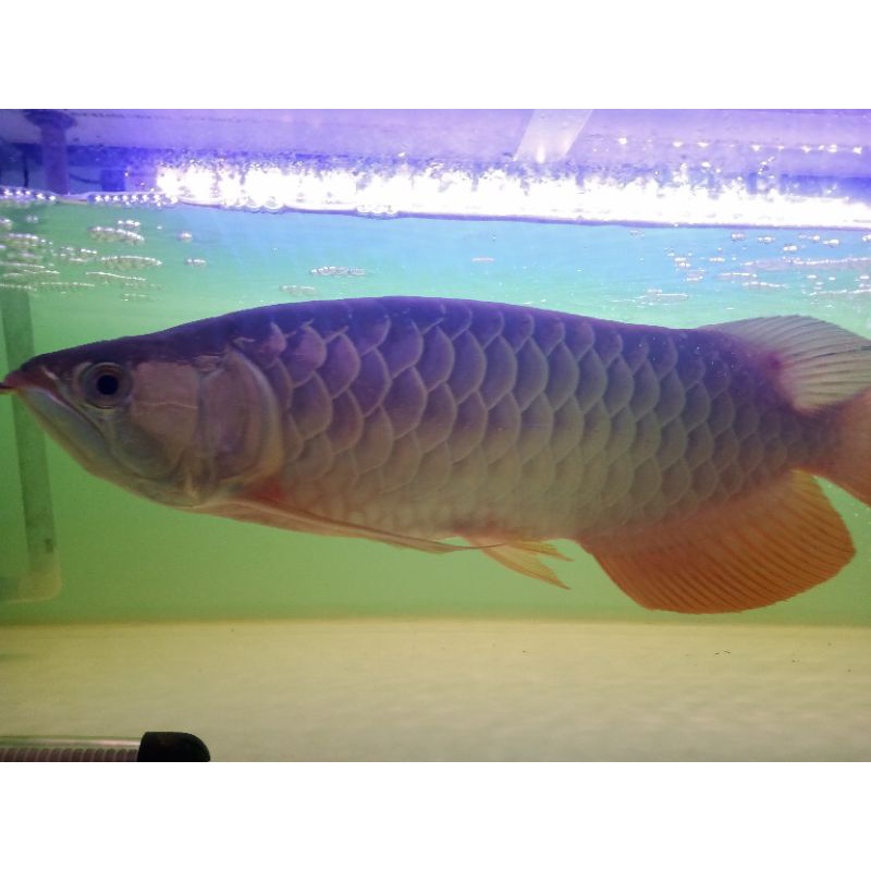 ikan arwana golden red 50-55 cm-+