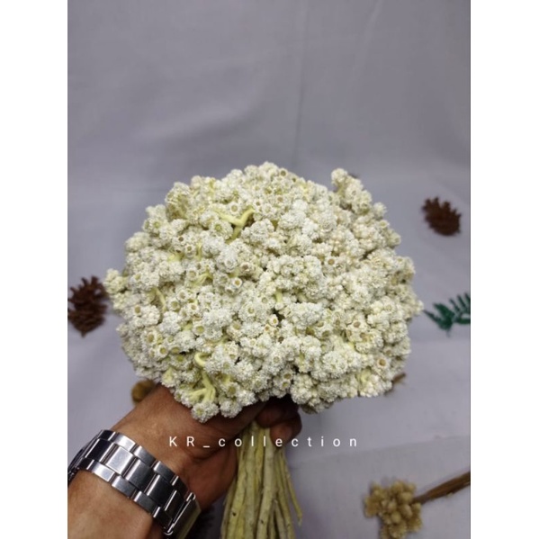 BUNGA EDELWEIS KERING ASLI / BUNGA KERING / BUKET BUNGA / DECORASI  RUSTIK