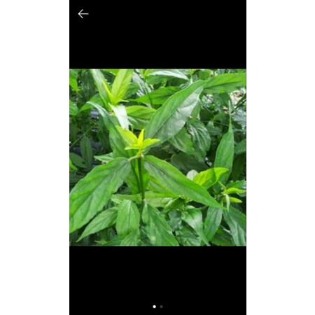 

Daun Belalai Gajah segar 50gr