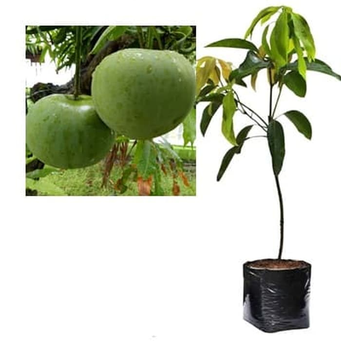 Bibit Mangga Apel Pohon Mangga Bibit Buah Mangga Apel