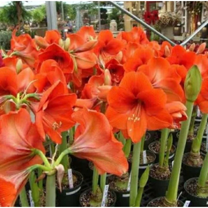 umbi amarilis bibit bunga amarilis oren amarilis orange