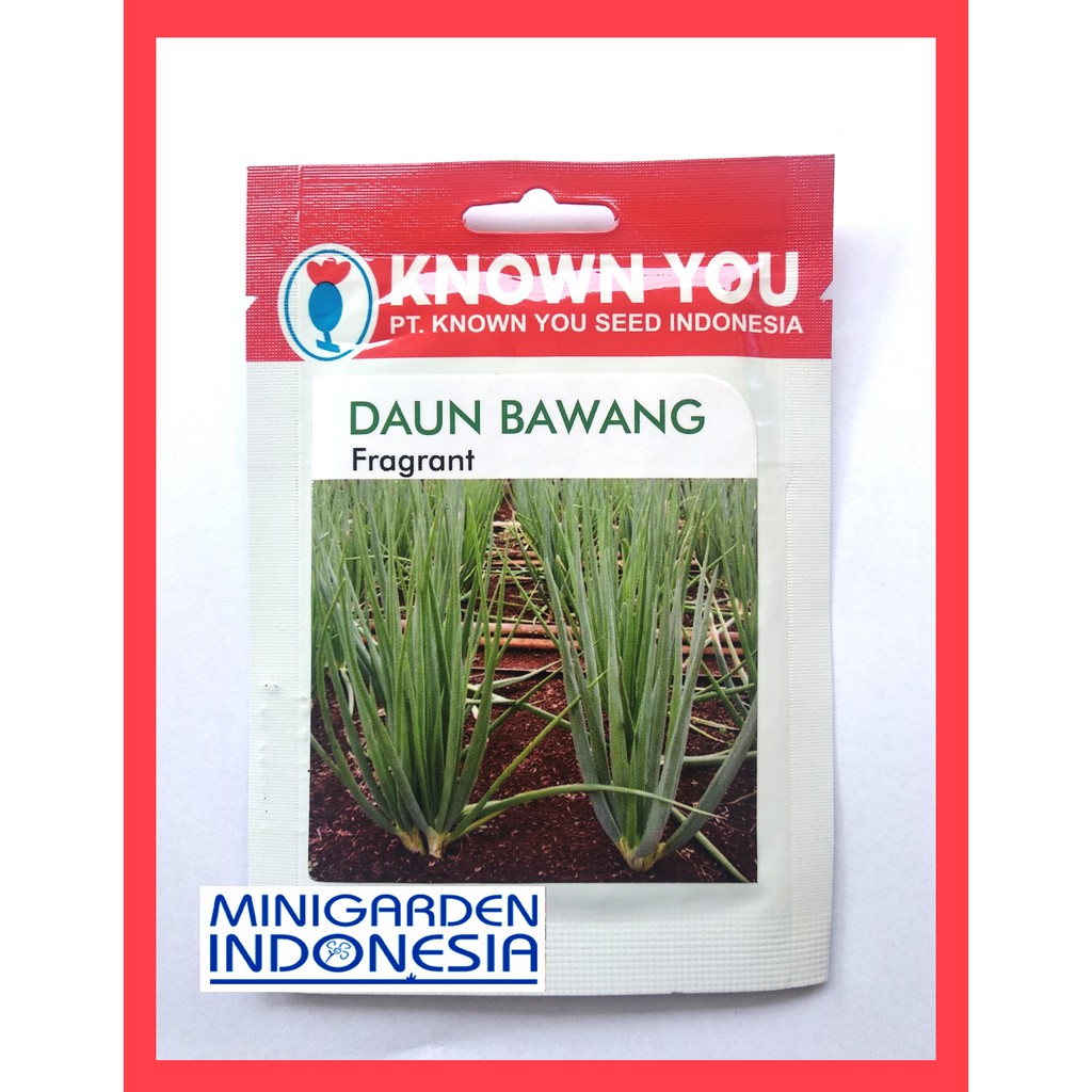 DAUN BAWANG FRAGRANT 5 GRAM PACK KECIL Benih Daun Bawang onclang Known You Seed bibit tanaman sayur sayuran