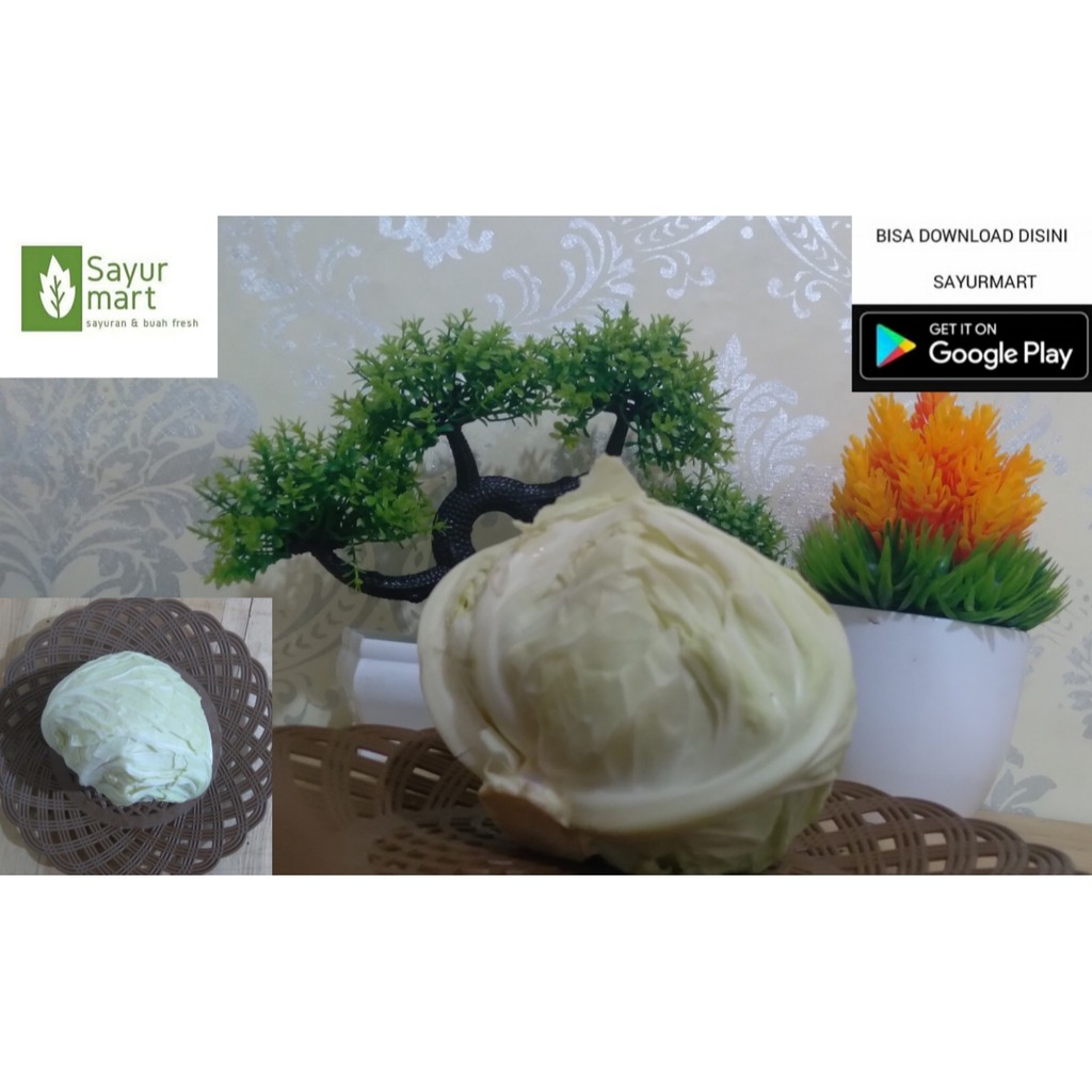 

KUBIS / SAYUR KUBIS / GUBIS / SAYUR GUBIS / KUBIS SEGAR / GUBIS SEGAR / JUAL KUBIS / JUAL GUBIS
