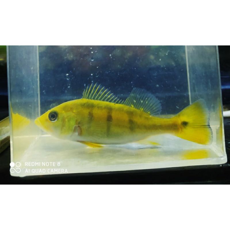 ikan pbass kelberi