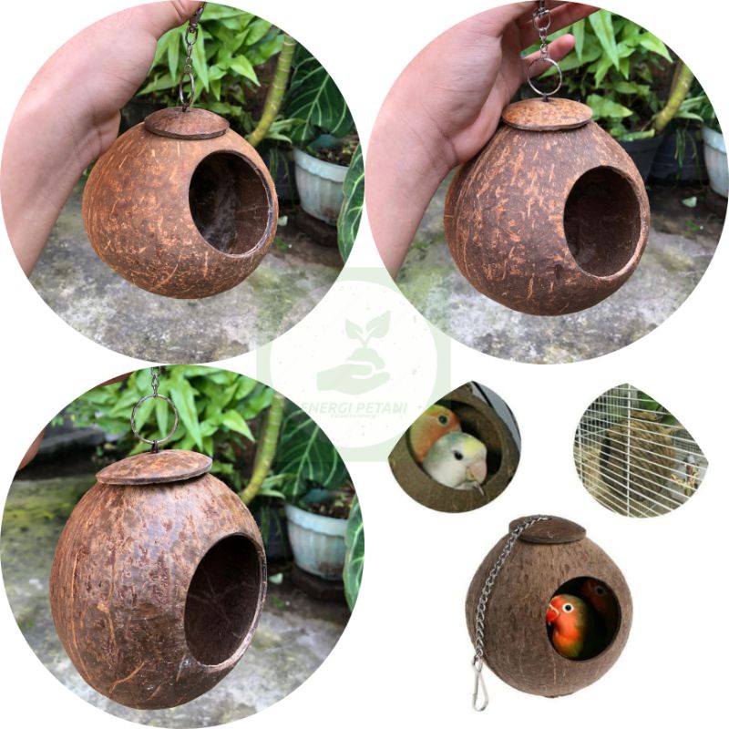 glodok burung batok kelapa sarang bajing