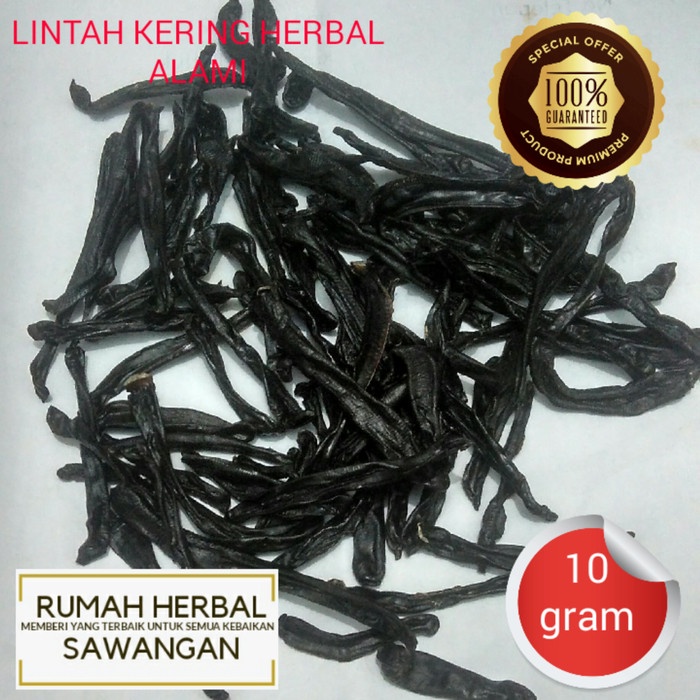 OBAT HERBAL LINTAH KERING 10GRAM TERBARU